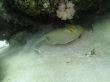  ribbontail stingray hiding in sand under corals