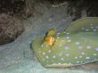  ribbontail blue spotted stingray