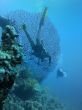 Divers behind of large horny coral