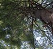 looking into pine
