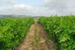 Carcassonne-Limoux