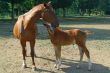 Horses