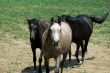 Arab Horses 10