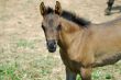 Arab Horses 11