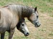 Arab Horses 12