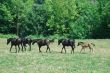 Arab Horses 13
