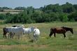 Horses and birds