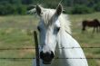 White horse