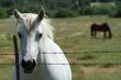 White Horse 2