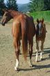 Horses 2