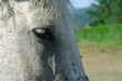 Horses 3