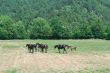 Arab Horses 5