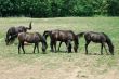Arab Horses 6