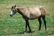 Arab Horses 7