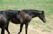 Arab Horses 8
