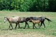 Arab Horses 9