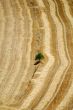 Cervera 10 - Tree and fields