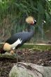 African Crowned Crane