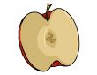 Apple half Illustration