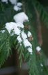 snow covered Cedar branch
