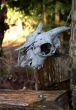 old goat skull