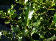 holly