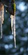 icicles
