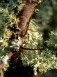 moss covered branch