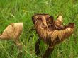 mushrooms