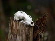 old raccoon skull