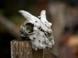 goat skull