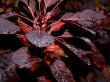 red leaves