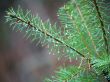 pineneedles