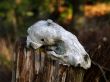 old raccoon skull