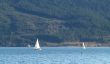 sailboats
