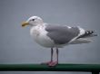close up on a seagull
