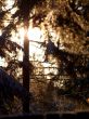 snowy sunrise