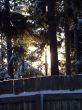 snowy sunrise