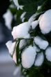 snow covered leaves
