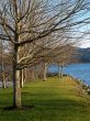 trees at the marina