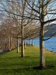trees at the marina