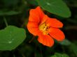 orange wildflower