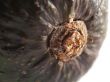 avocado stem