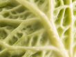 cabbage close up