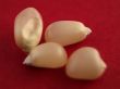 white corn kernels