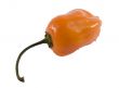 habanera pepper