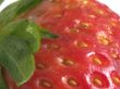 strawberrry stem
