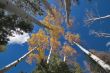 Trees and clouds.