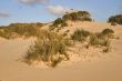 Bushes on sand