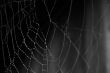 Spider Web